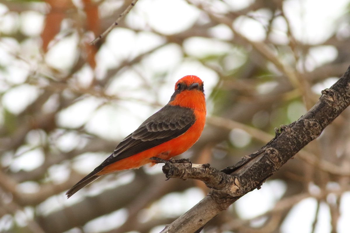 Vermilion Flycatcher - ML643286106