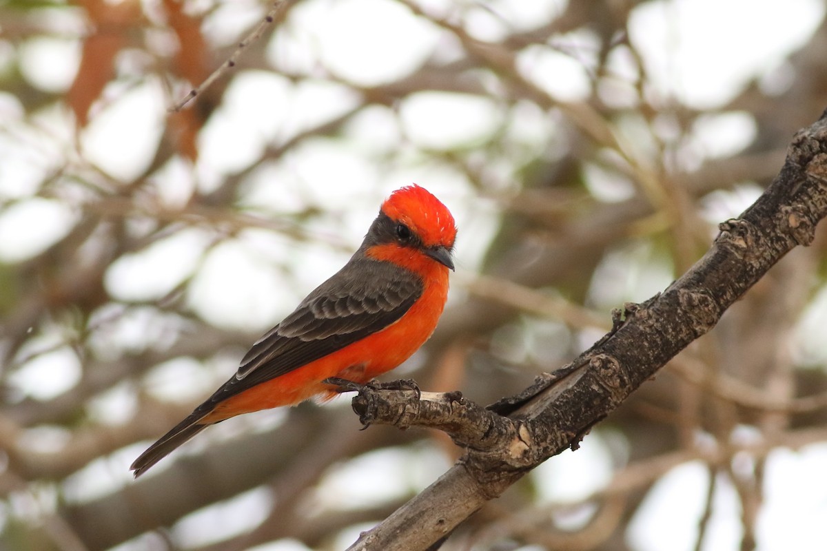 Vermilion Flycatcher - ML643286107