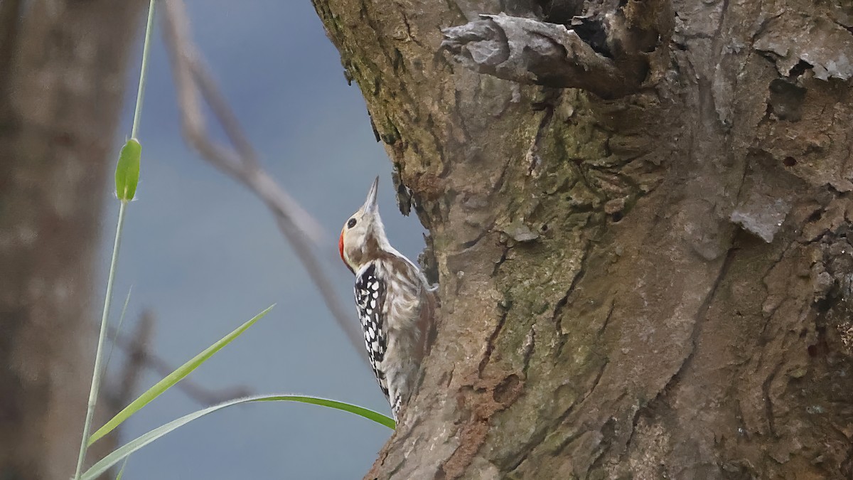 Yellow-crowned Woodpecker - ML643286108