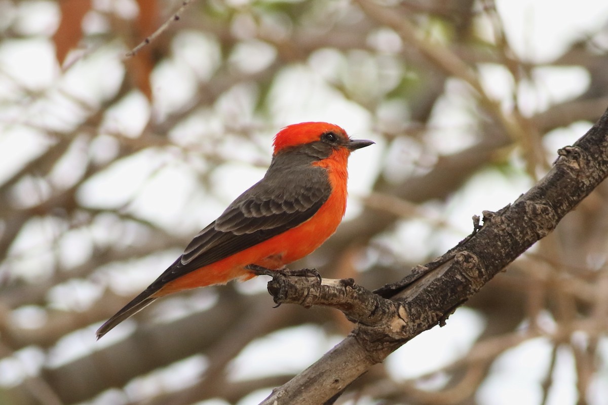 Vermilion Flycatcher - ML643286109