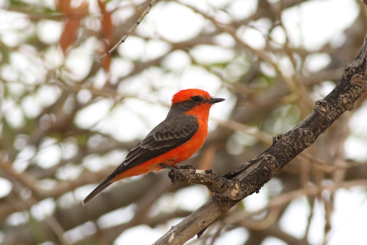 Vermilion Flycatcher - ML643286113