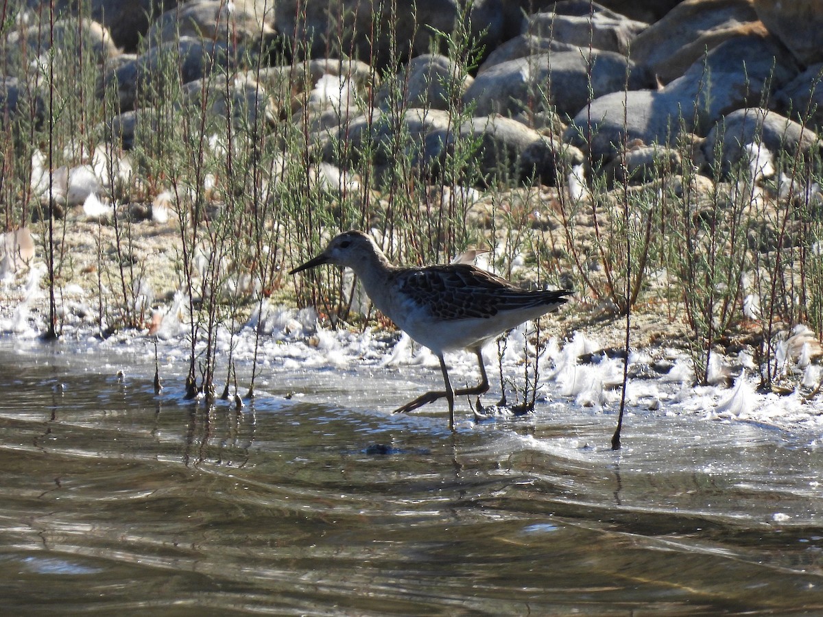 Ruff - ML643286119