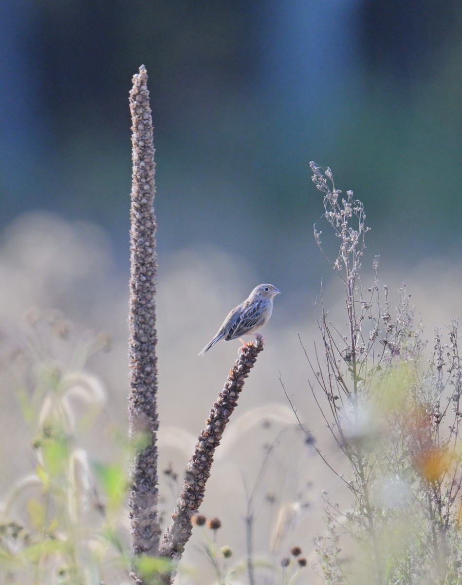 Grasshopper Sparrow - ML643286127
