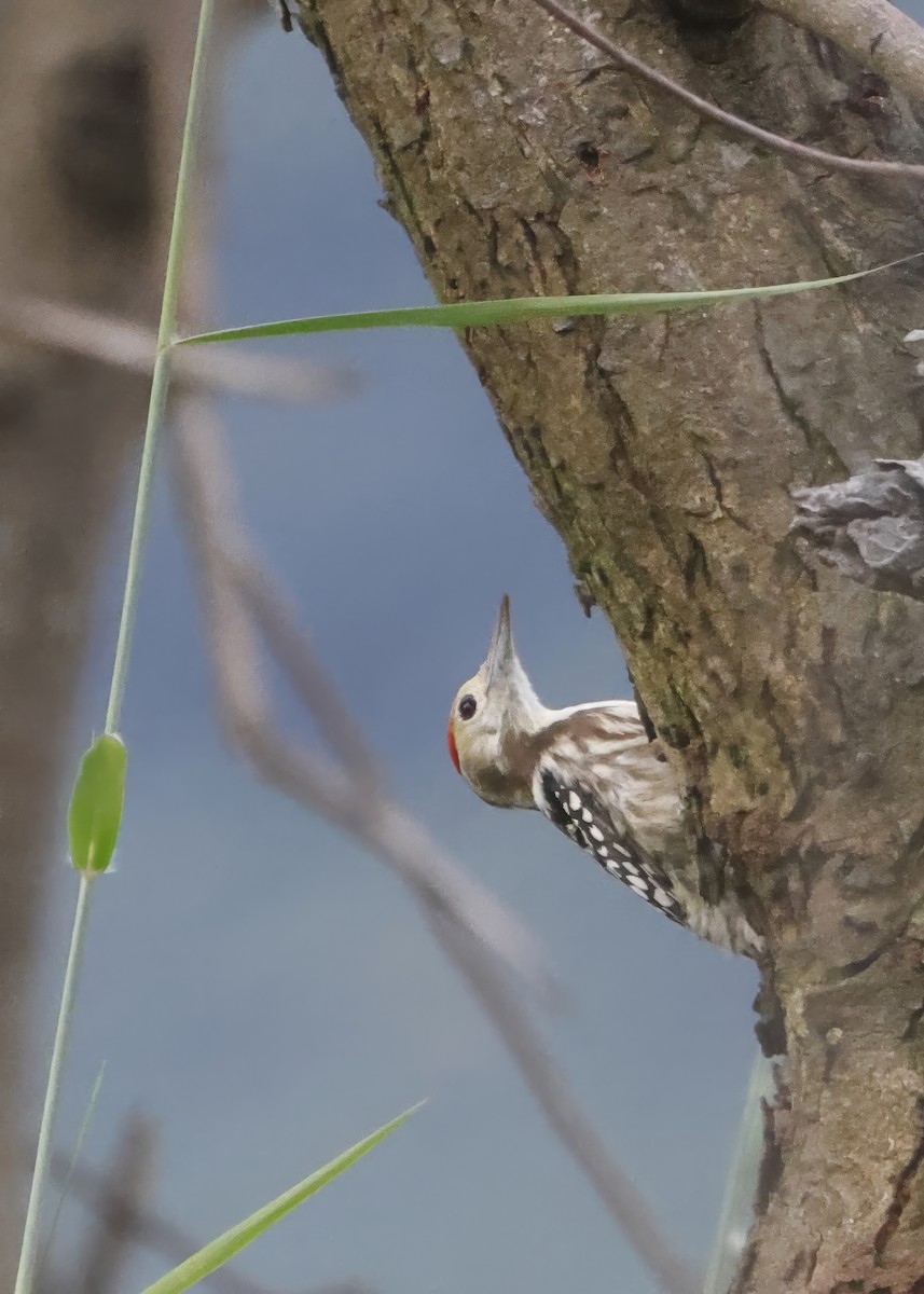 Yellow-crowned Woodpecker - ML643286129