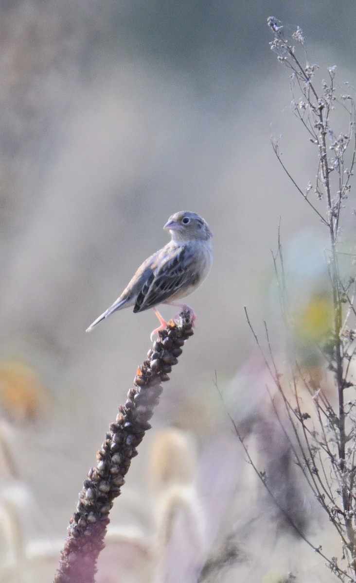 Grasshopper Sparrow - ML643286136