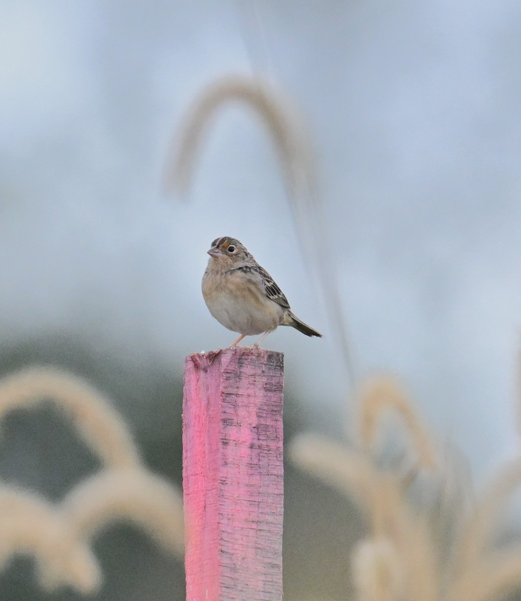 Grasshopper Sparrow - ML643286142