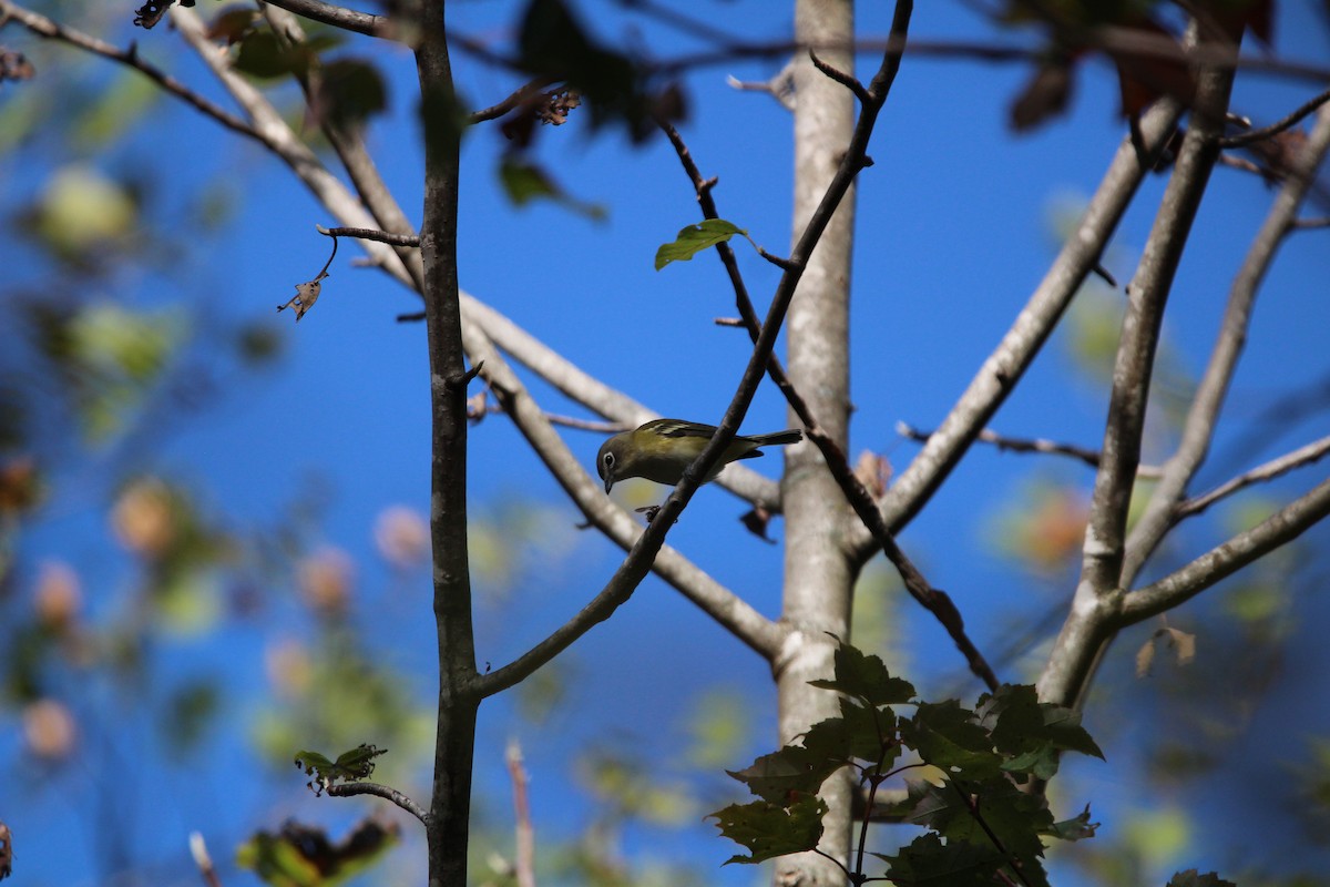 Сероголовый виреон - ML643286145