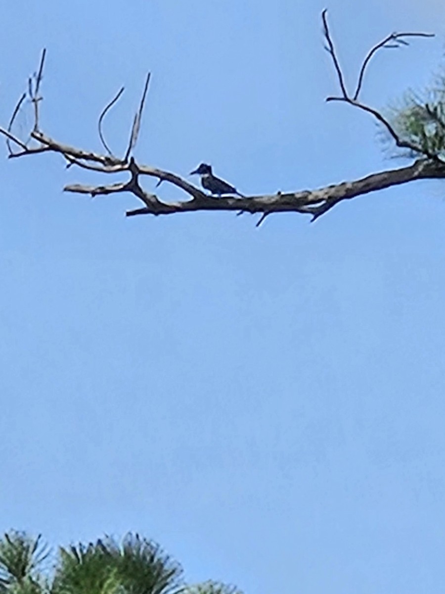 Belted Kingfisher - ML643286151