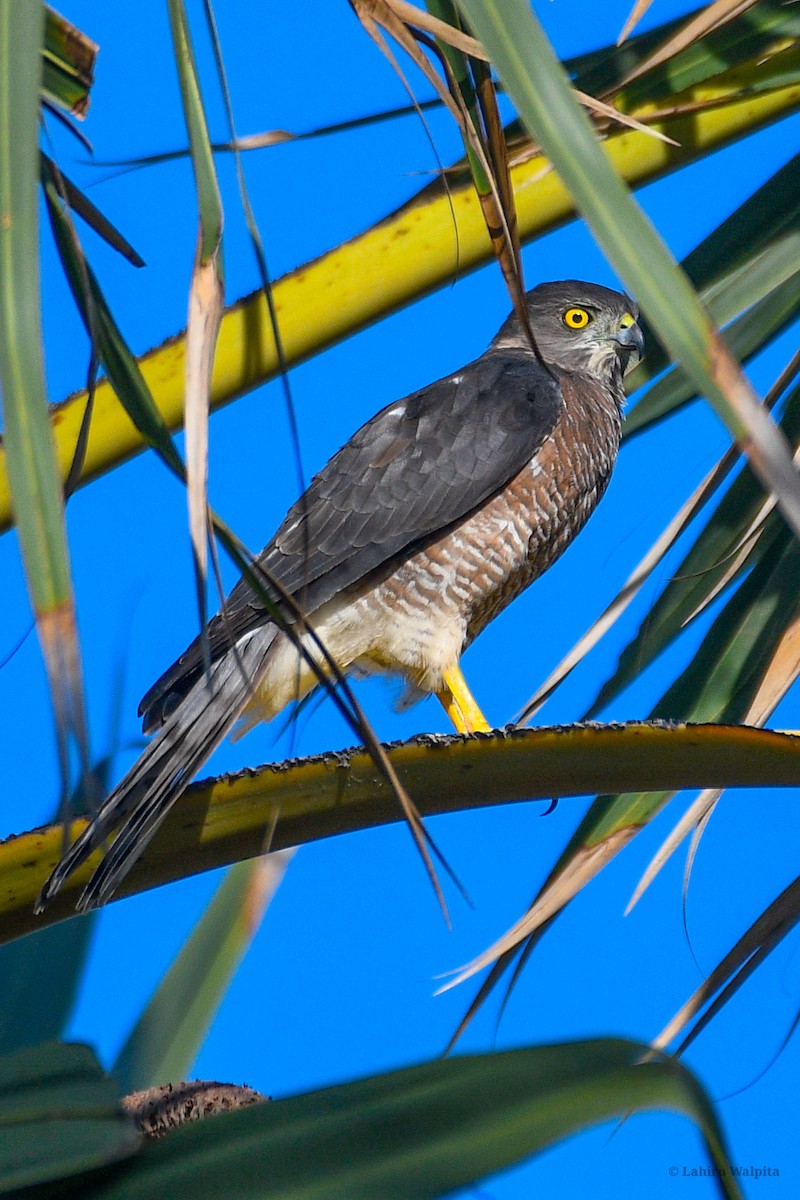 Shikra - ML643286152
