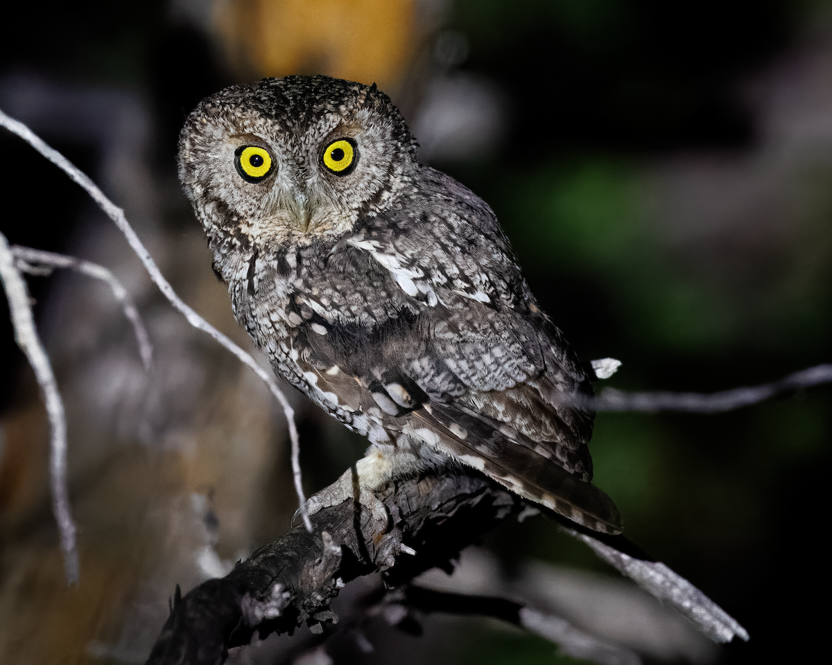 Whiskered Screech-Owl - ML643286154