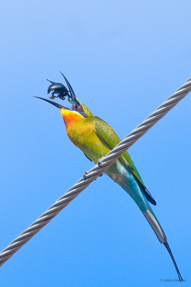 Blue-tailed Bee-eater - ML643286181