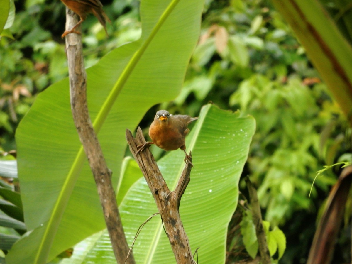 Rufous Babbler - ML643286192