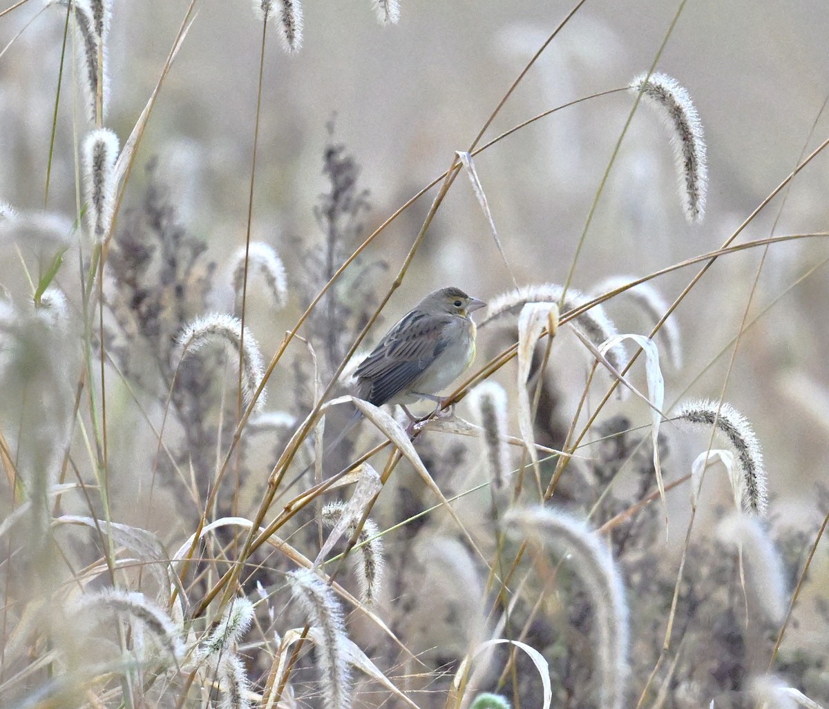 Dickcissel - ML643286196