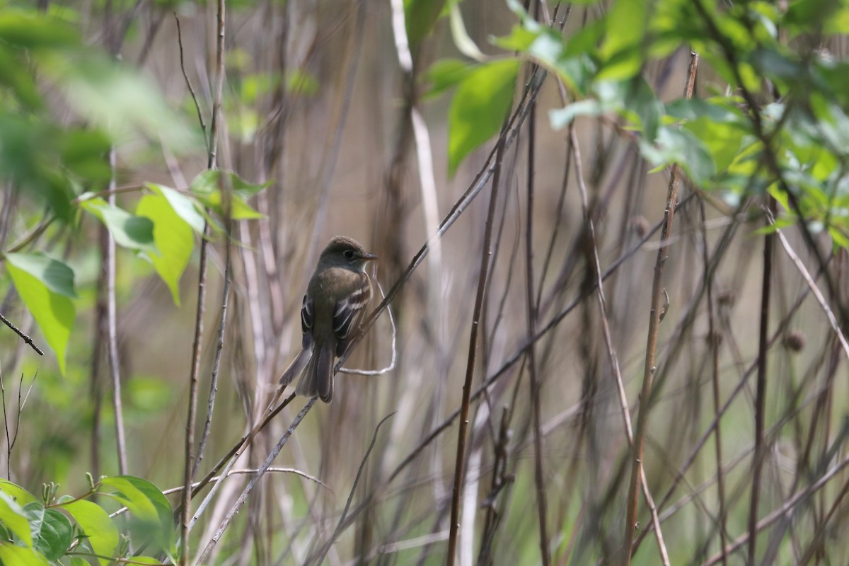 Least Flycatcher - ML643286209