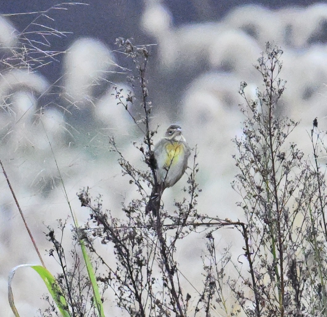 Dickcissel - ML643286224