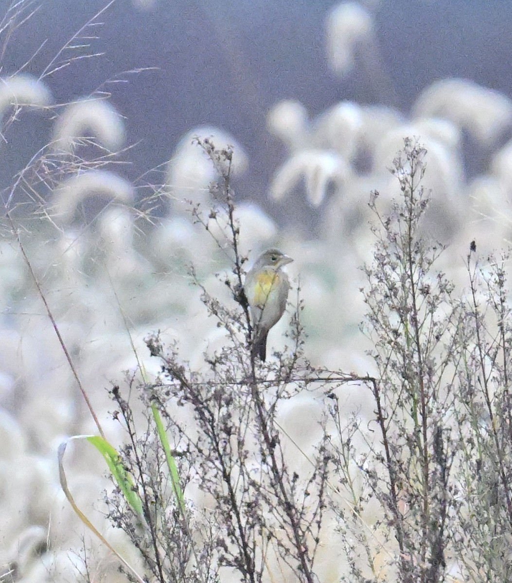 Dickcissel - ML643286248
