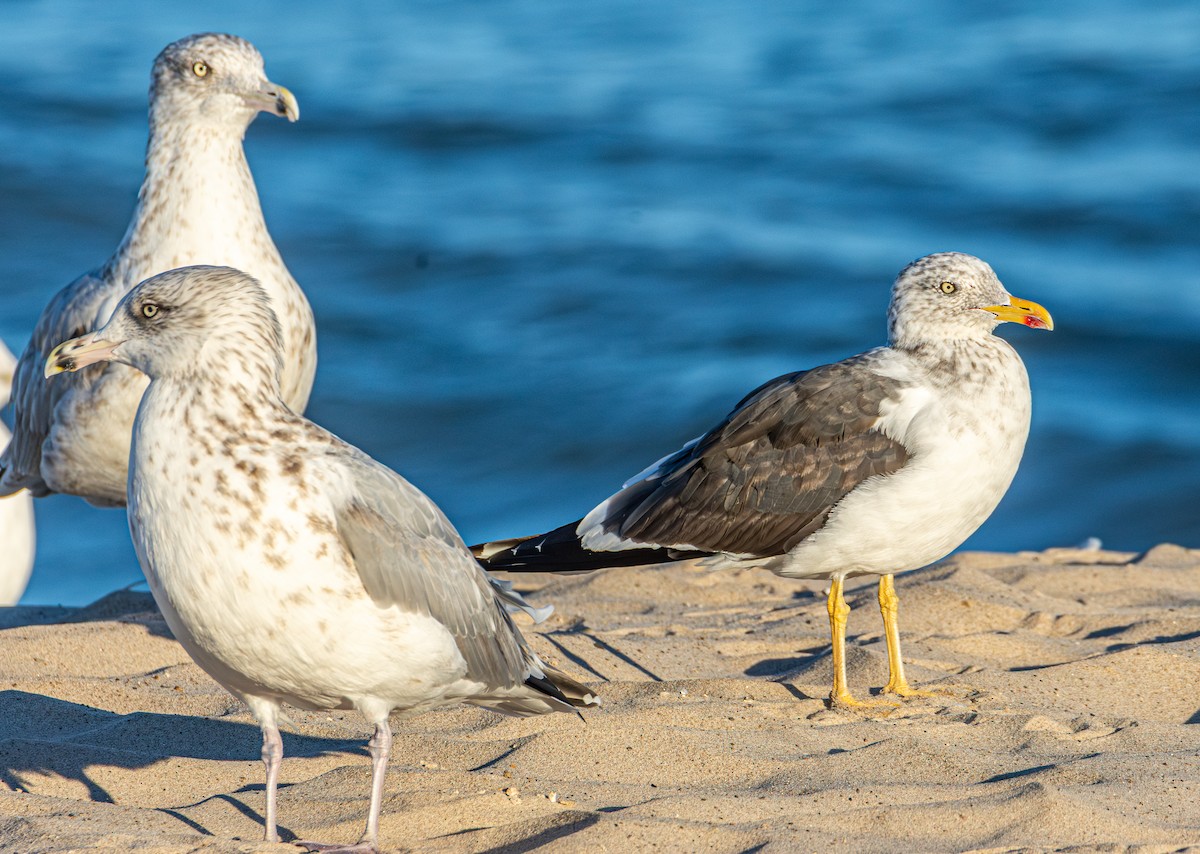 Lesser Black-backed Gull - ML643286249