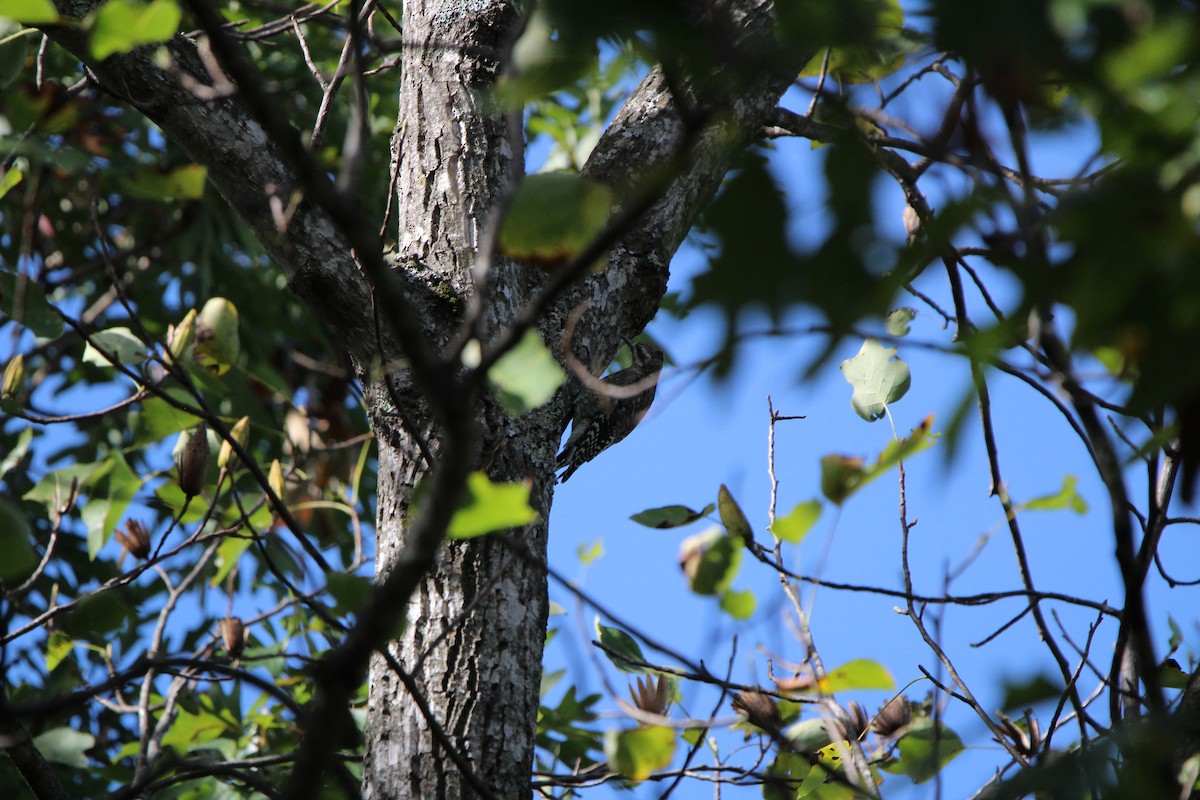 Желтобрюхий дятел-сокоед - ML643286254