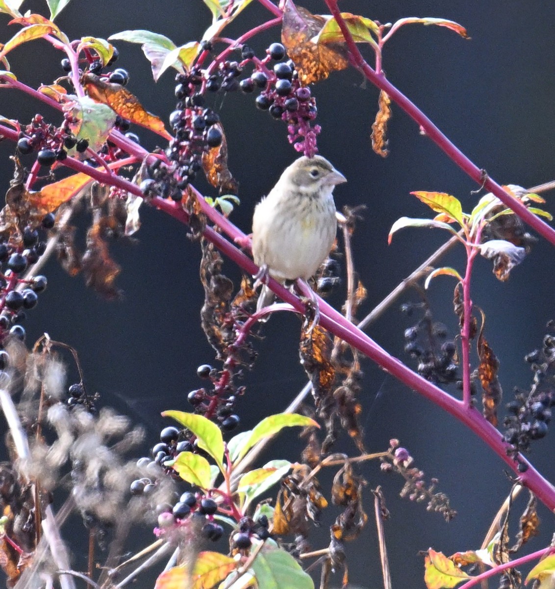 Dickcissel - ML643286256