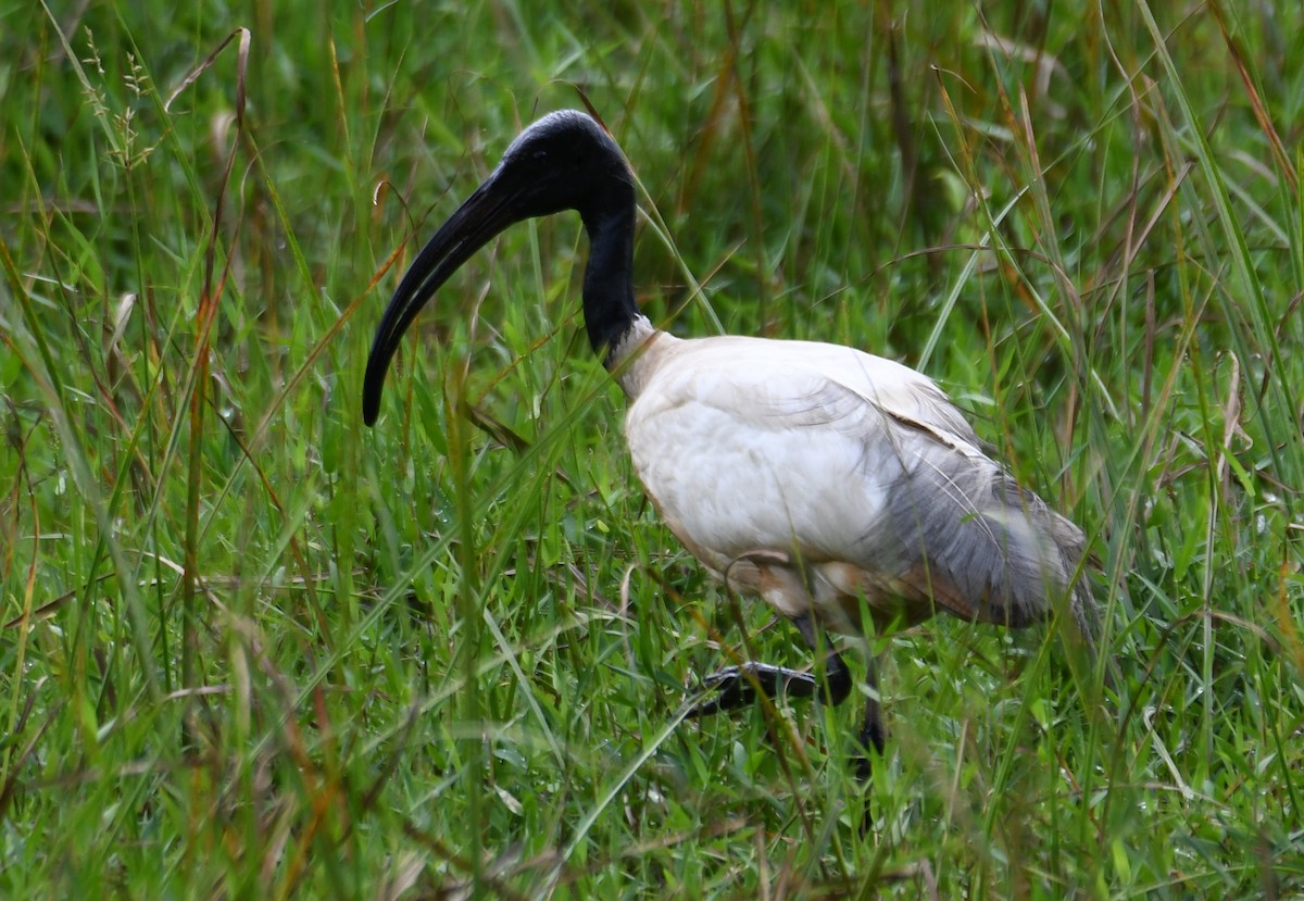 Ibis burubeltza - ML643286286