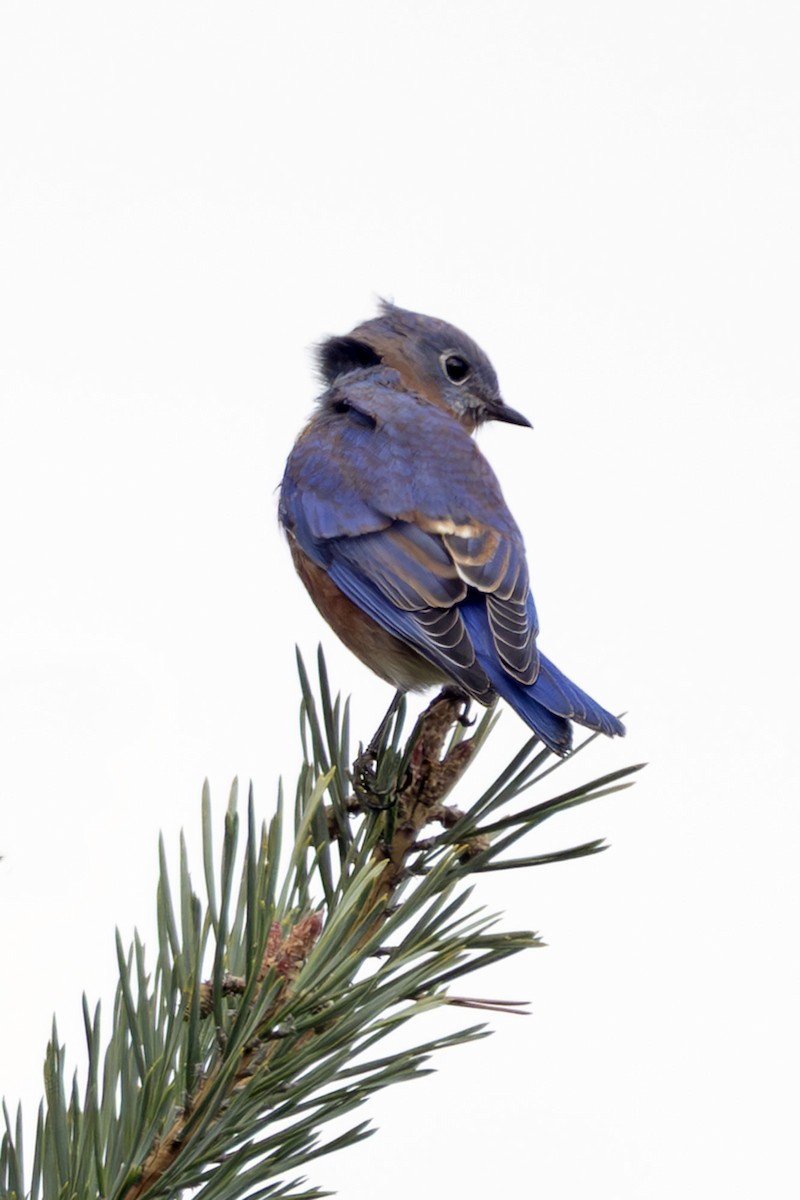 Eastern Bluebird - ML643286289