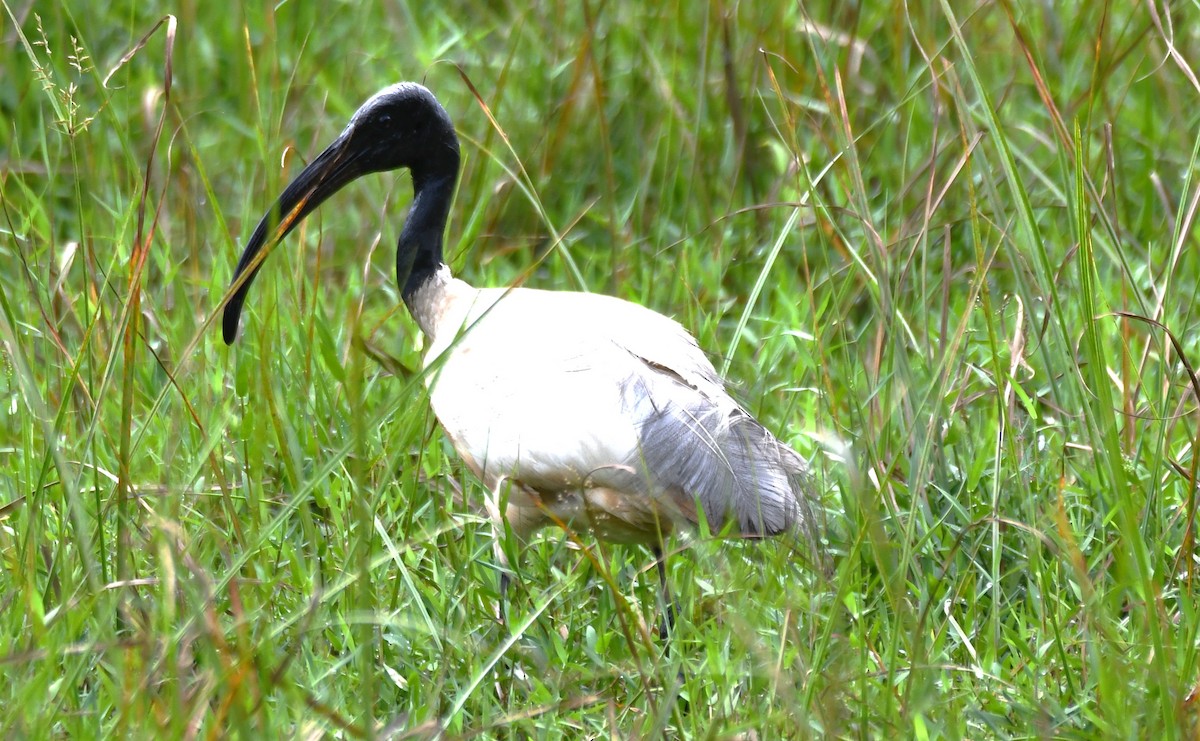 Ibis burubeltza - ML643286298