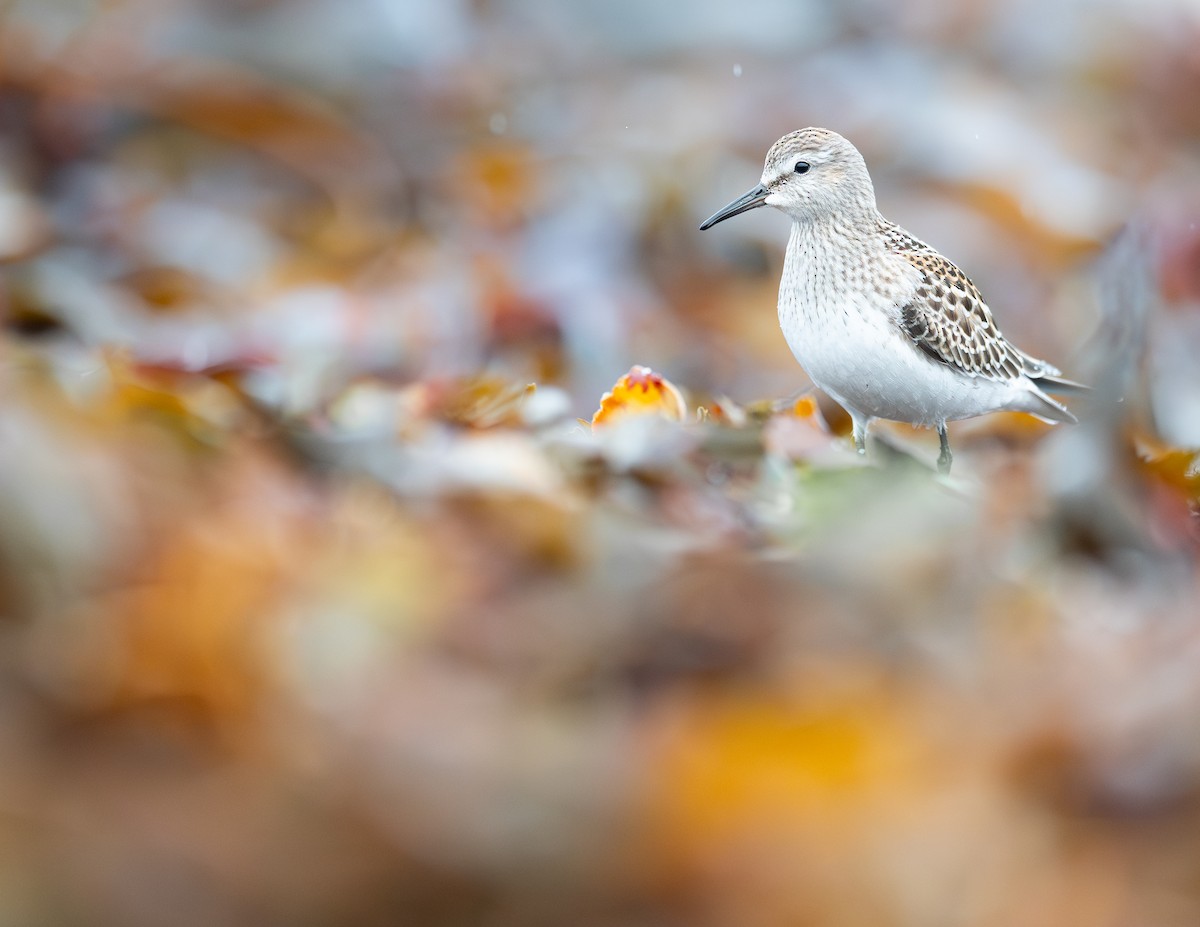 White-rumped Sandpiper - ML643286299