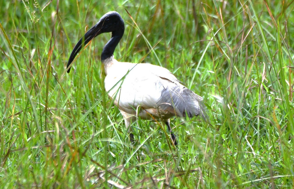 Ibis burubeltza - ML643286304
