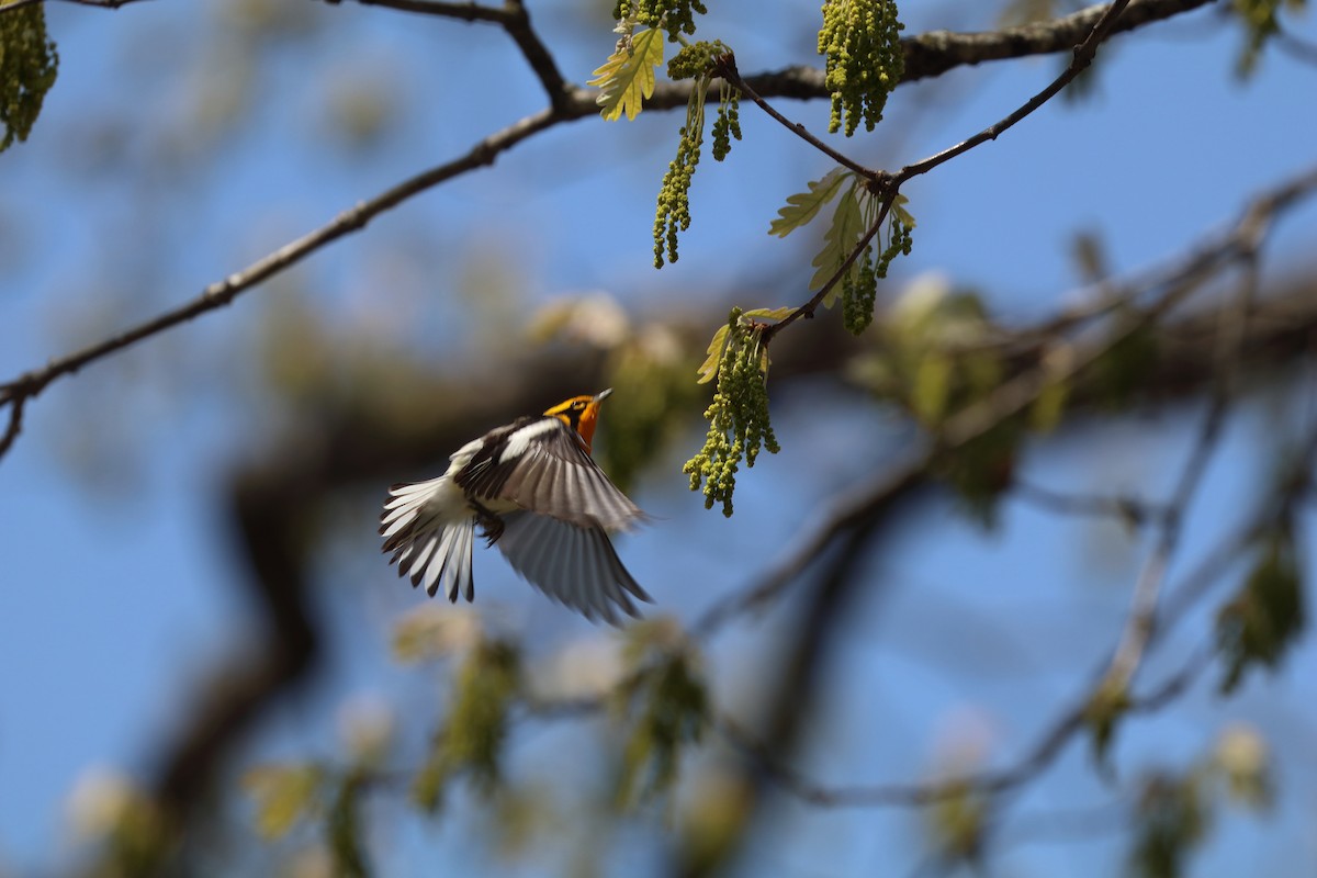Blackburnian Warbler - ML643286337