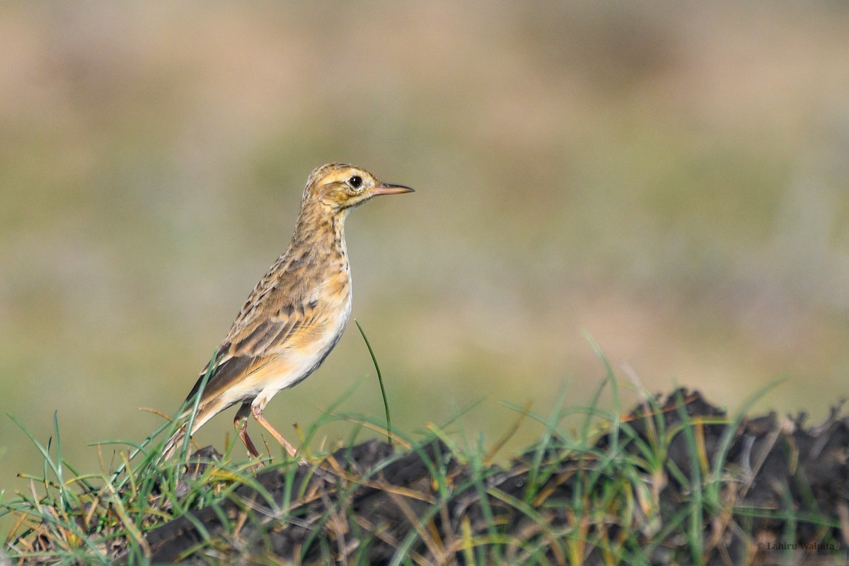 Paddyfield Pipit - ML643286338