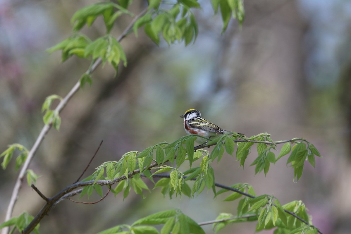 Chestnut-sided Warbler - ML643286342