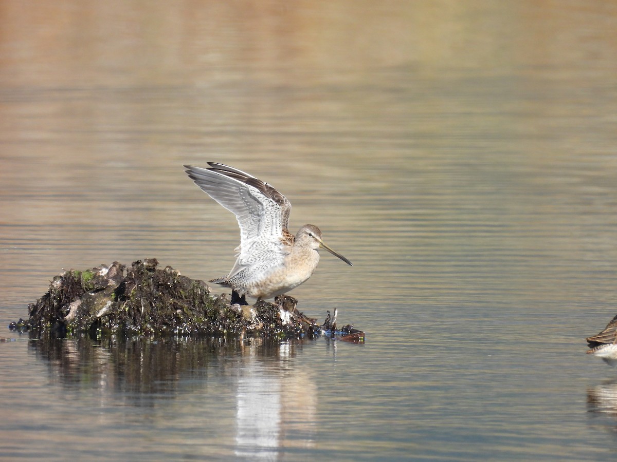 Long-billed Dowitcher - ML643286349