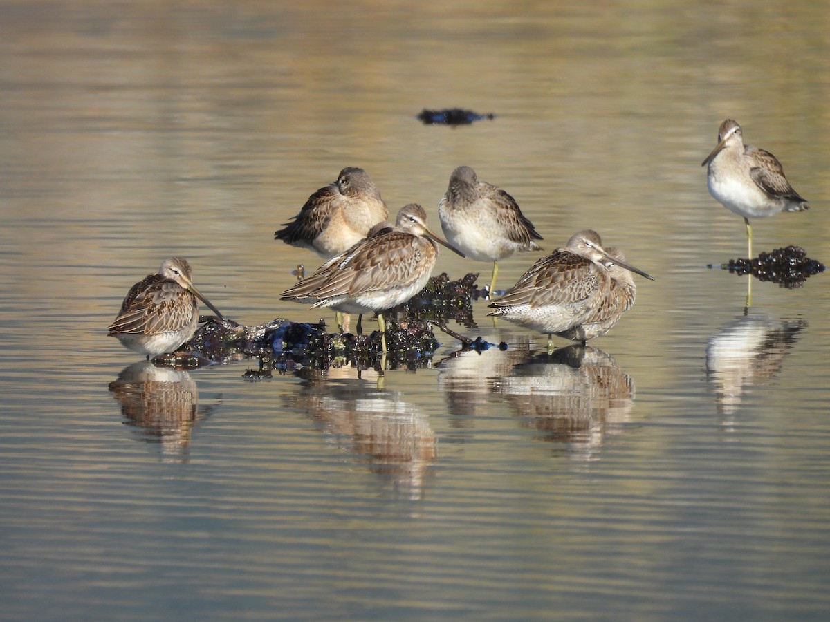 Long-billed Dowitcher - ML643286350