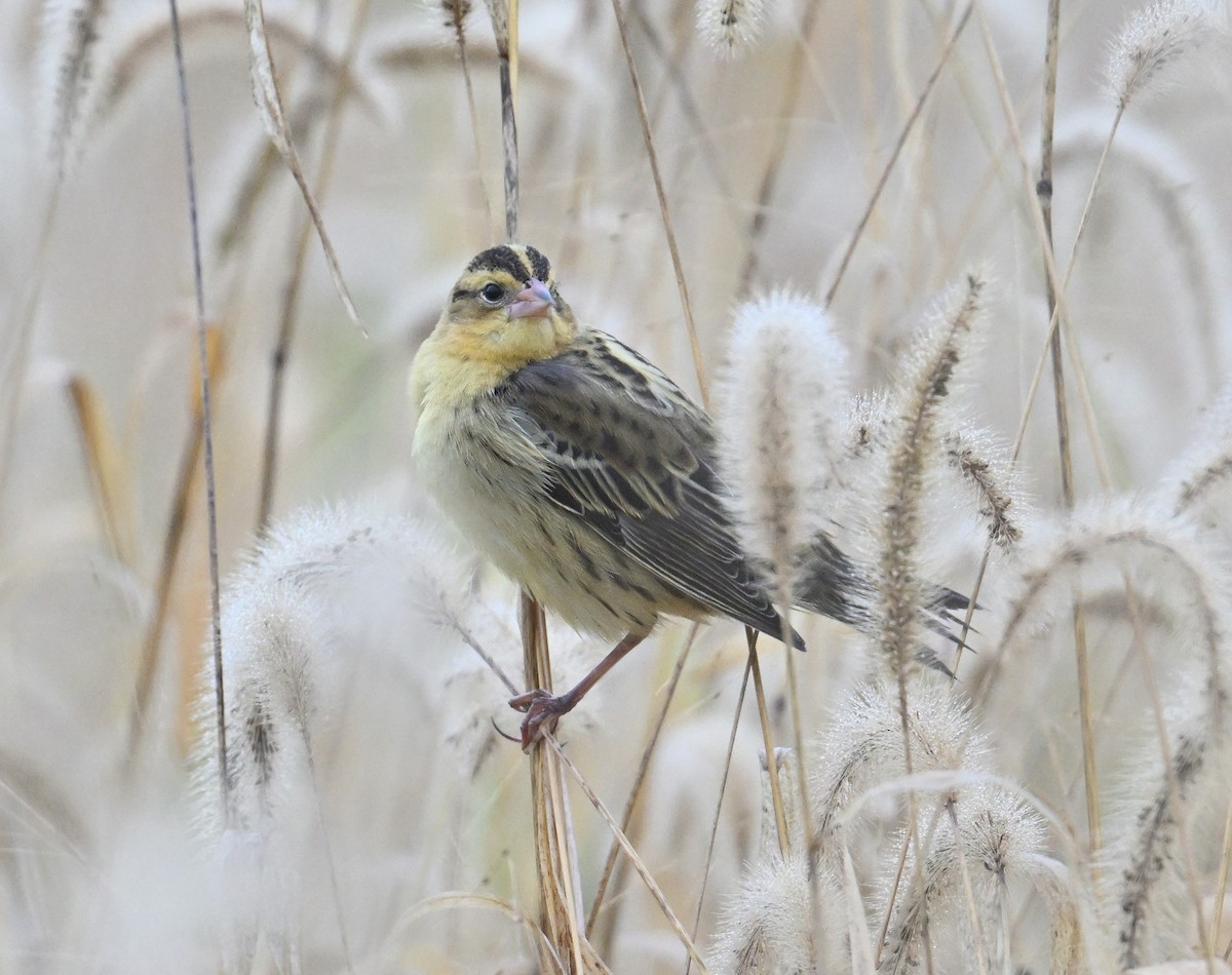 Bobolink - ML643286369