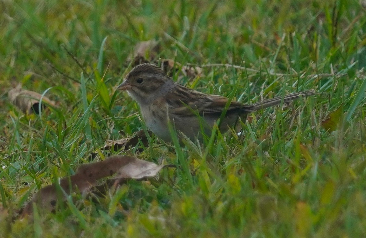 Clay-colored Sparrow - ML643286382