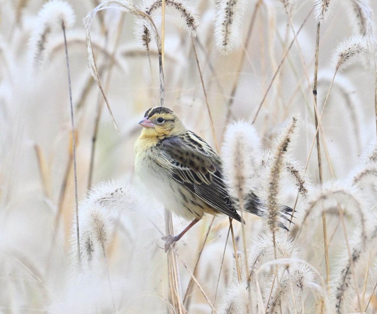Bobolink - ML643286387