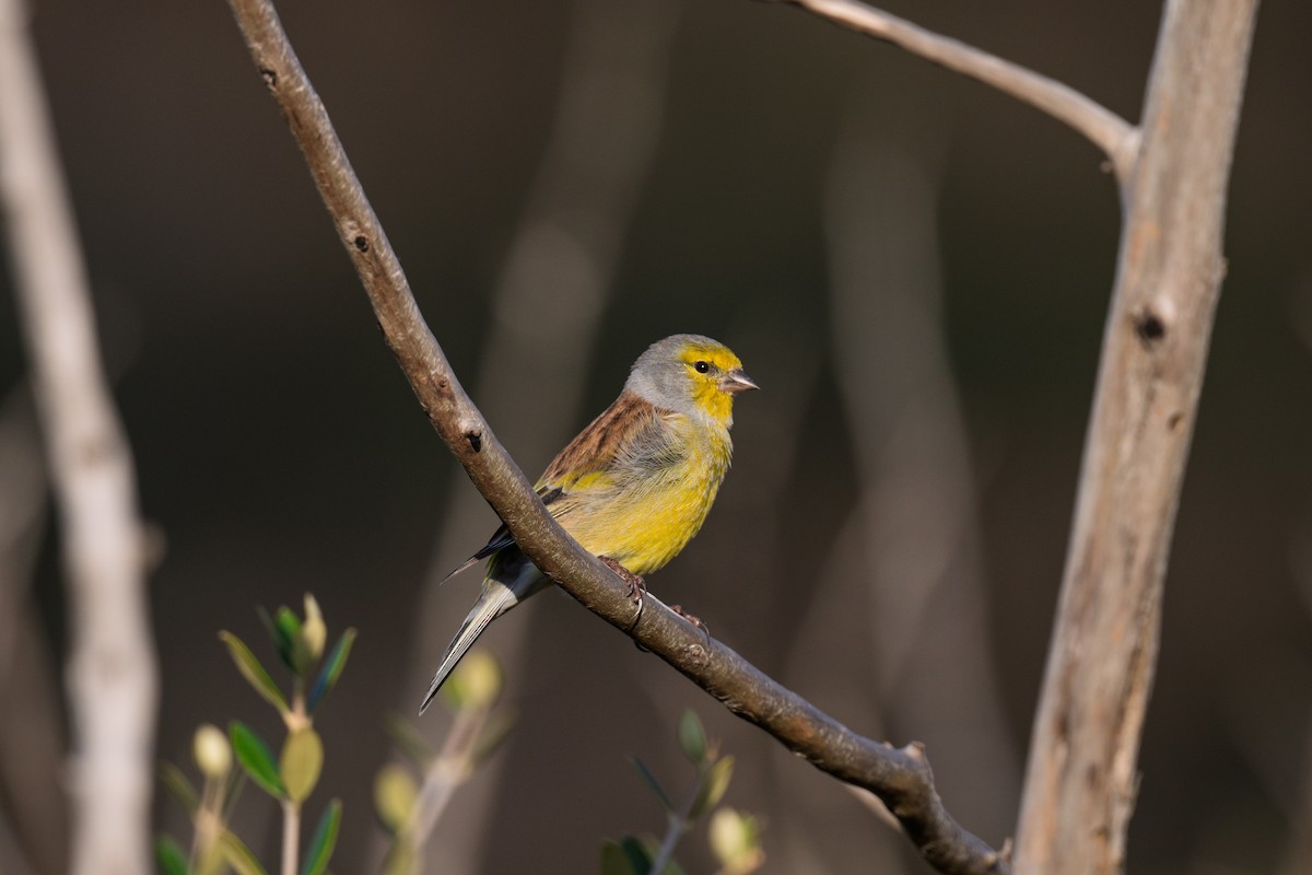 Corsican Finch - ML643286404