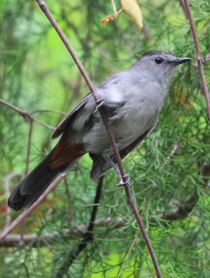 Gray Catbird - ML643286409