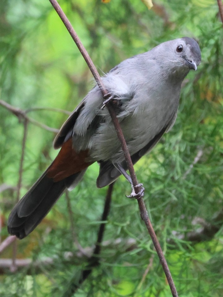 Gray Catbird - ML643286410