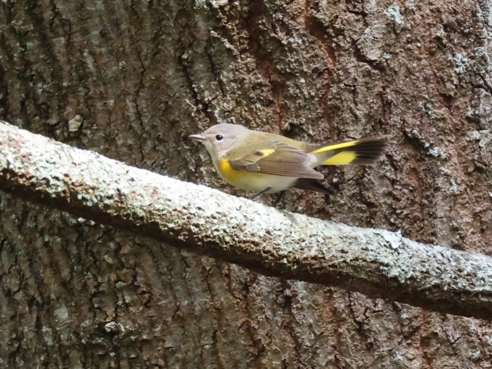 American Redstart - ML643286430