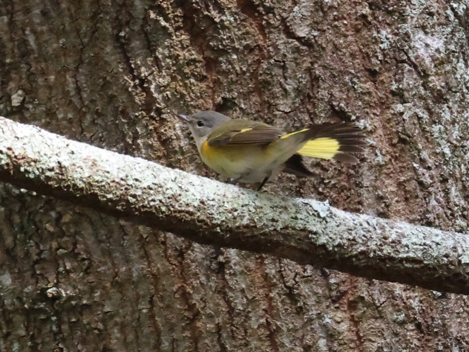 American Redstart - ML643286432