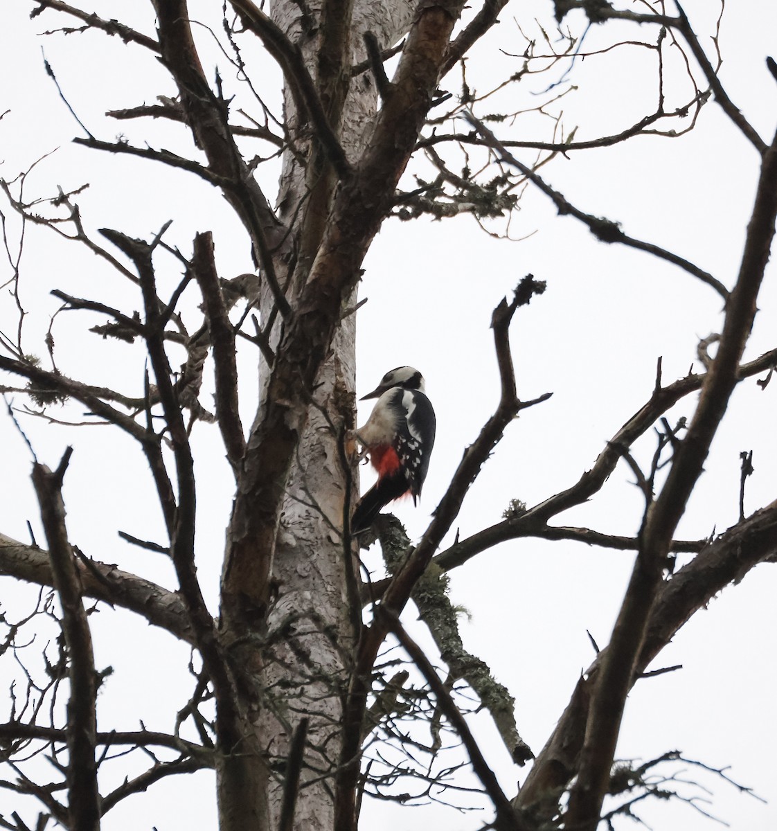Great Spotted Woodpecker - ML643286440