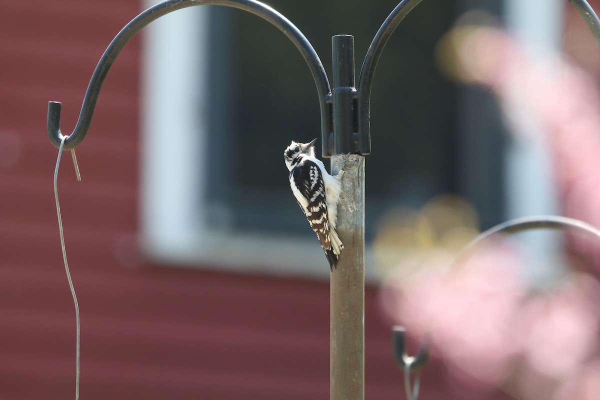 Downy Woodpecker - ML643286442