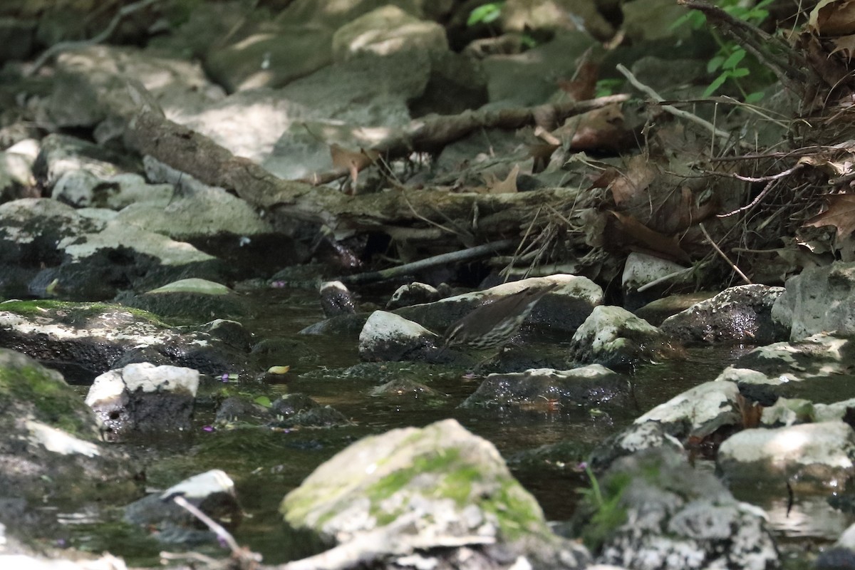 Northern Waterthrush - ML643286451