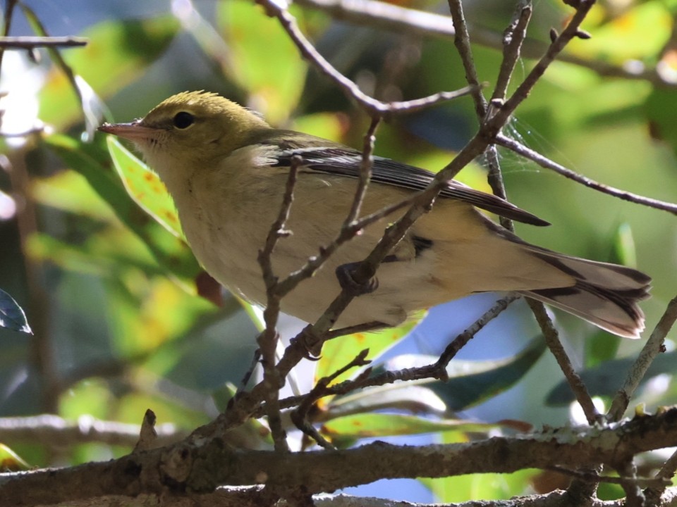 Bay-breasted Warbler - ML643286453
