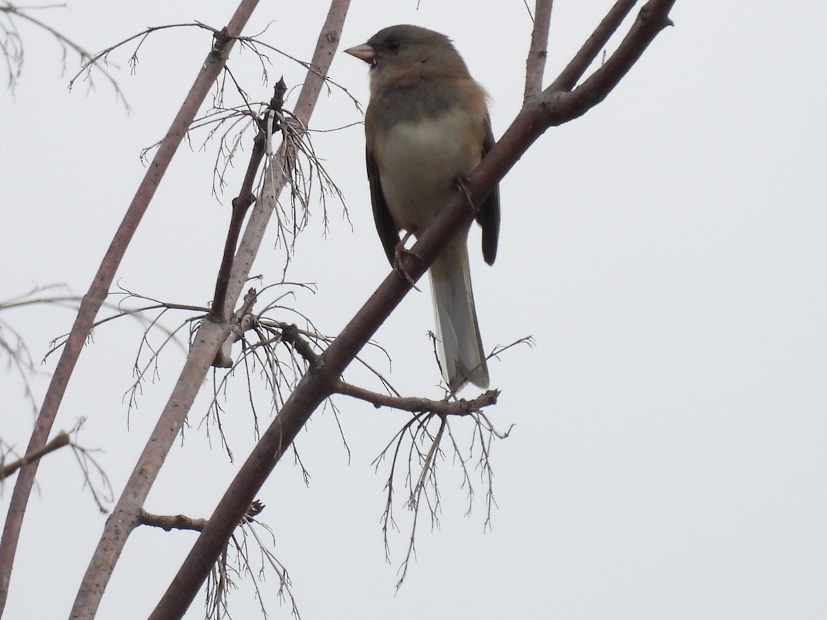 Dark-eyed Junco - ML643286454