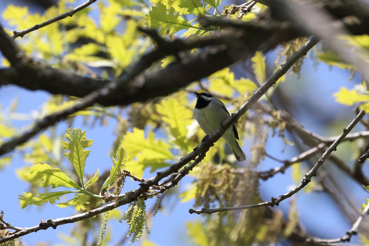 Golden-winged Warbler - ML643286456