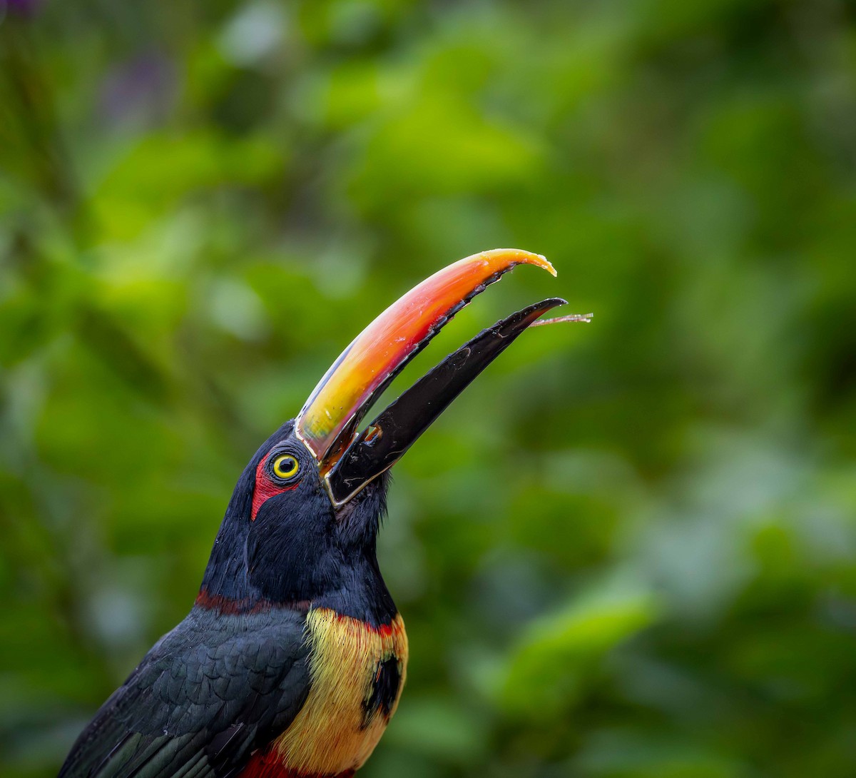 Fiery-billed Aracari - ML643286462