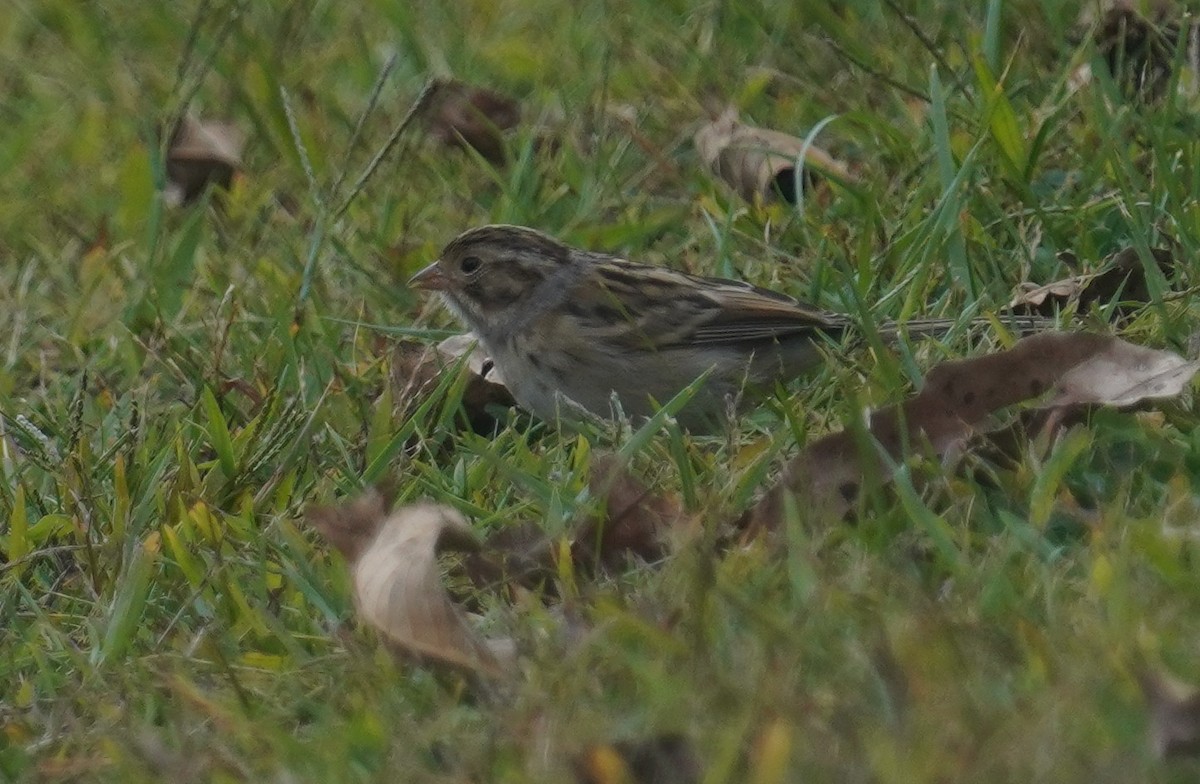Clay-colored Sparrow - ML643286467