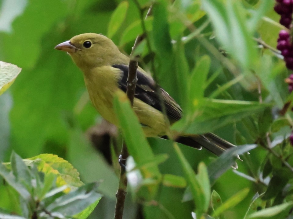 Scarlet Tanager - ML643286469